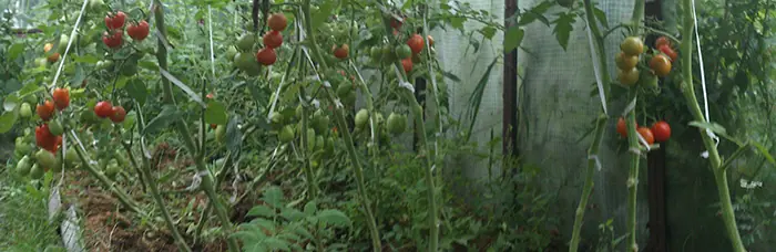 Pomidorai šiltnamyje